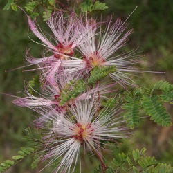 Desert Pink Fairyduster, Mesquitilla, Mock Mesquite, Calliandra eriophylla